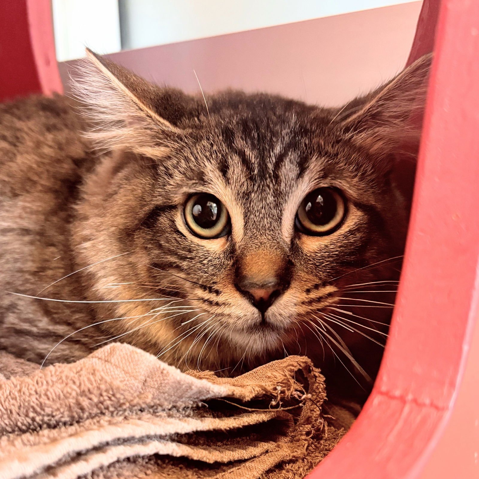 SQUIRREL - Domestic Medium Hair / Tabby available for adoption