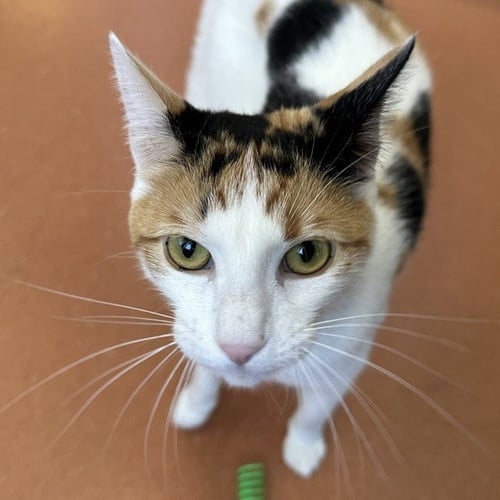 MIMI - Domestic Short Hair available for adoption