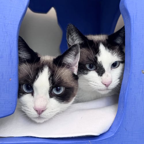 ETHAN & NALA - Domestic Short Hair available for adoption