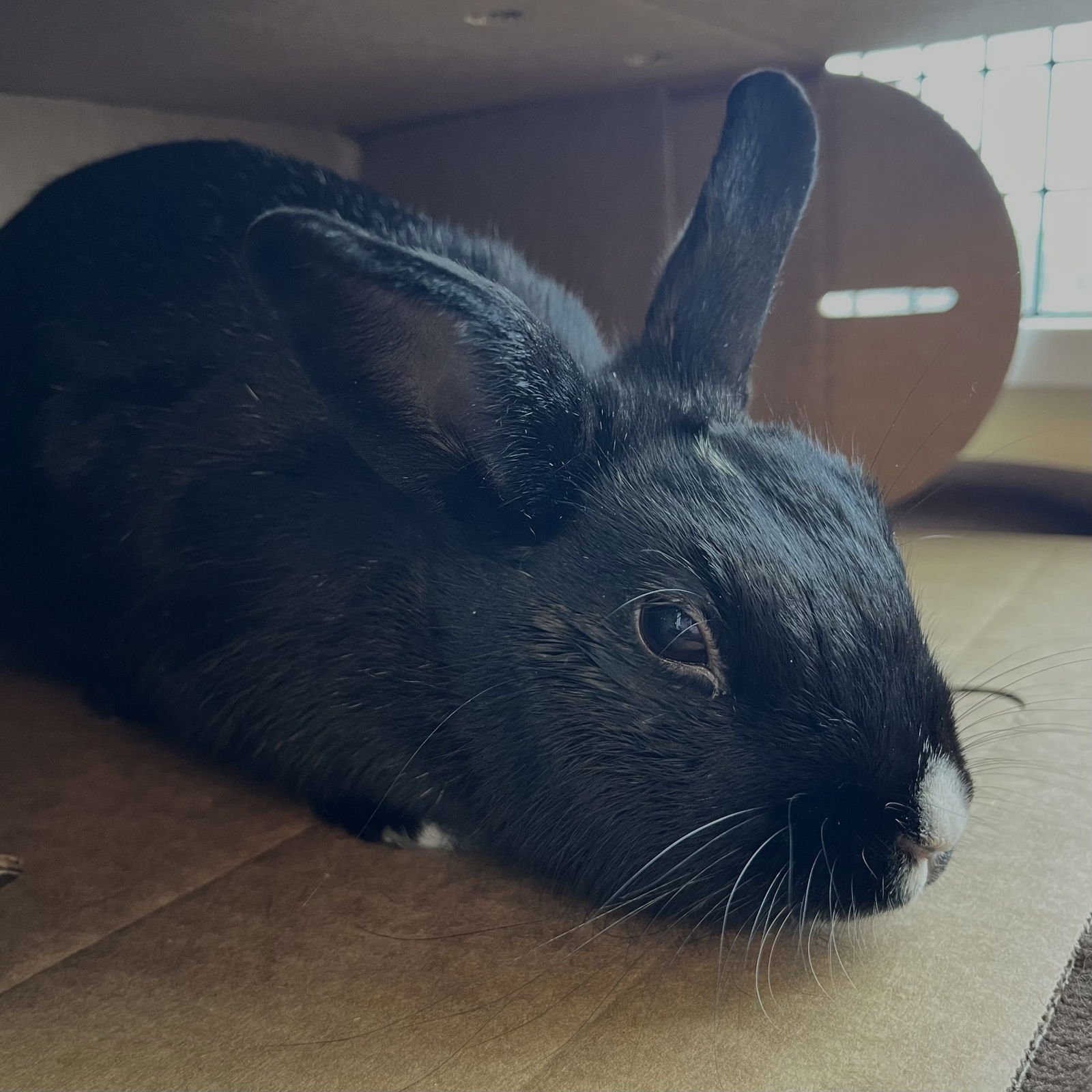 SUZY Q - Shorthaired Rabbit available for adoption