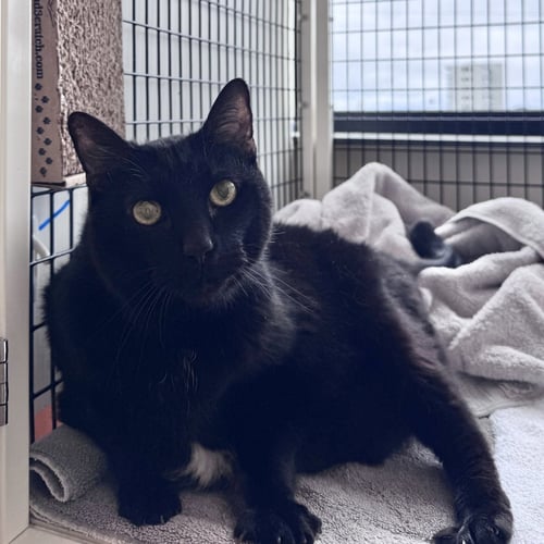 PEANUT - Domestic Short Hair available for adoption