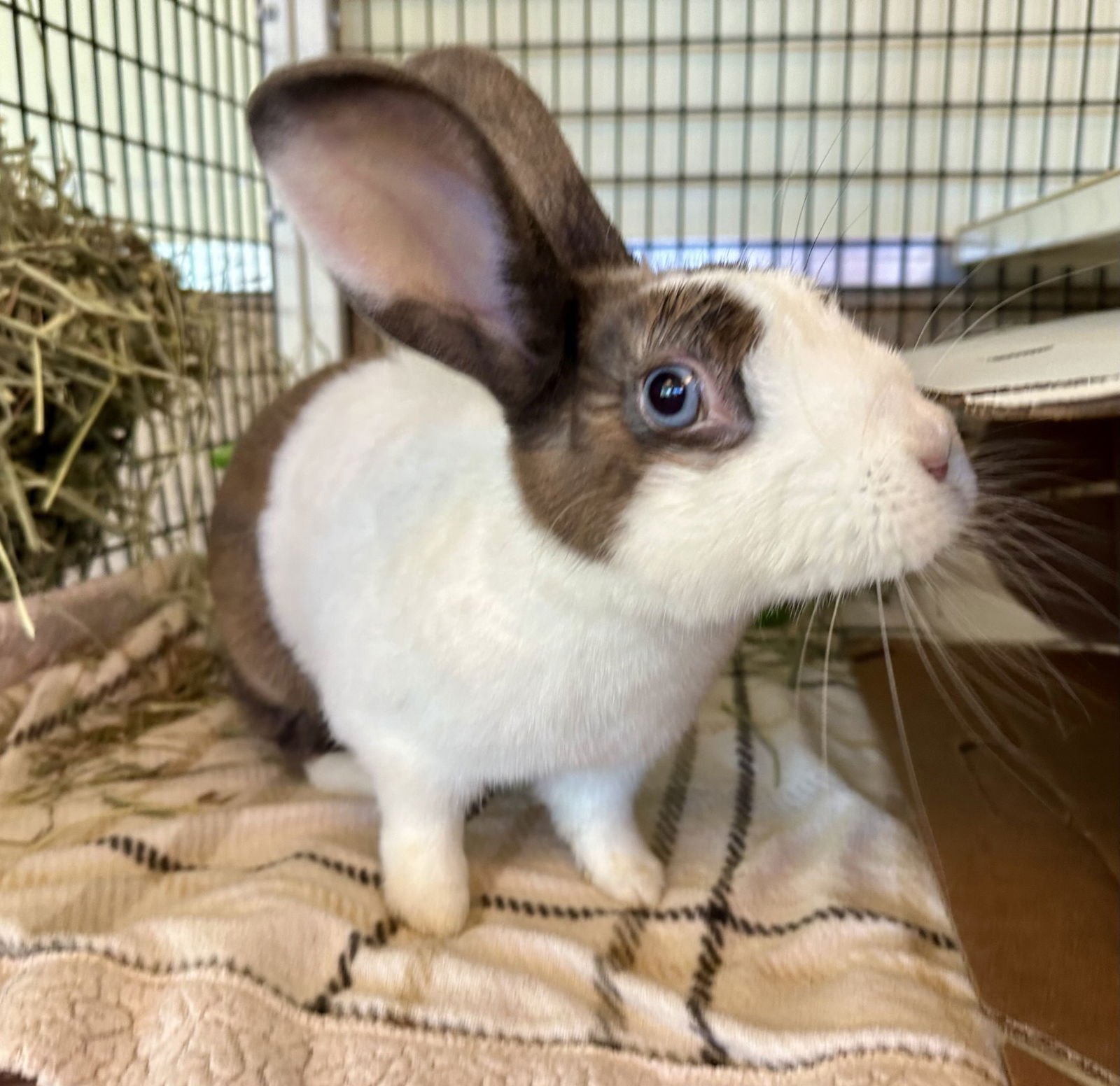 COCONUT - Shorthaired Rabbit available for adoption