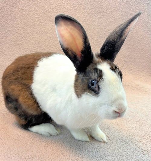 COCONUT - Shorthaired Rabbit available for adoption