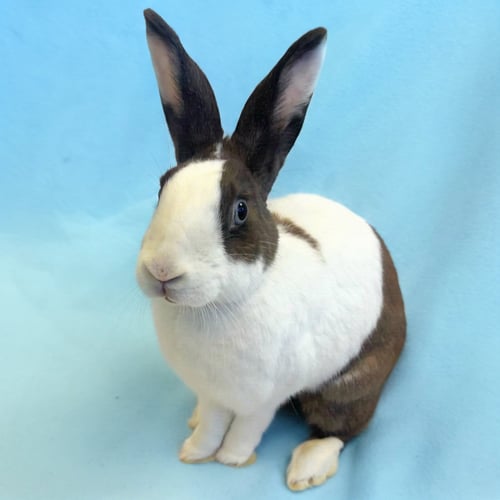 COCONUT - Shorthaired Rabbit available for adoption