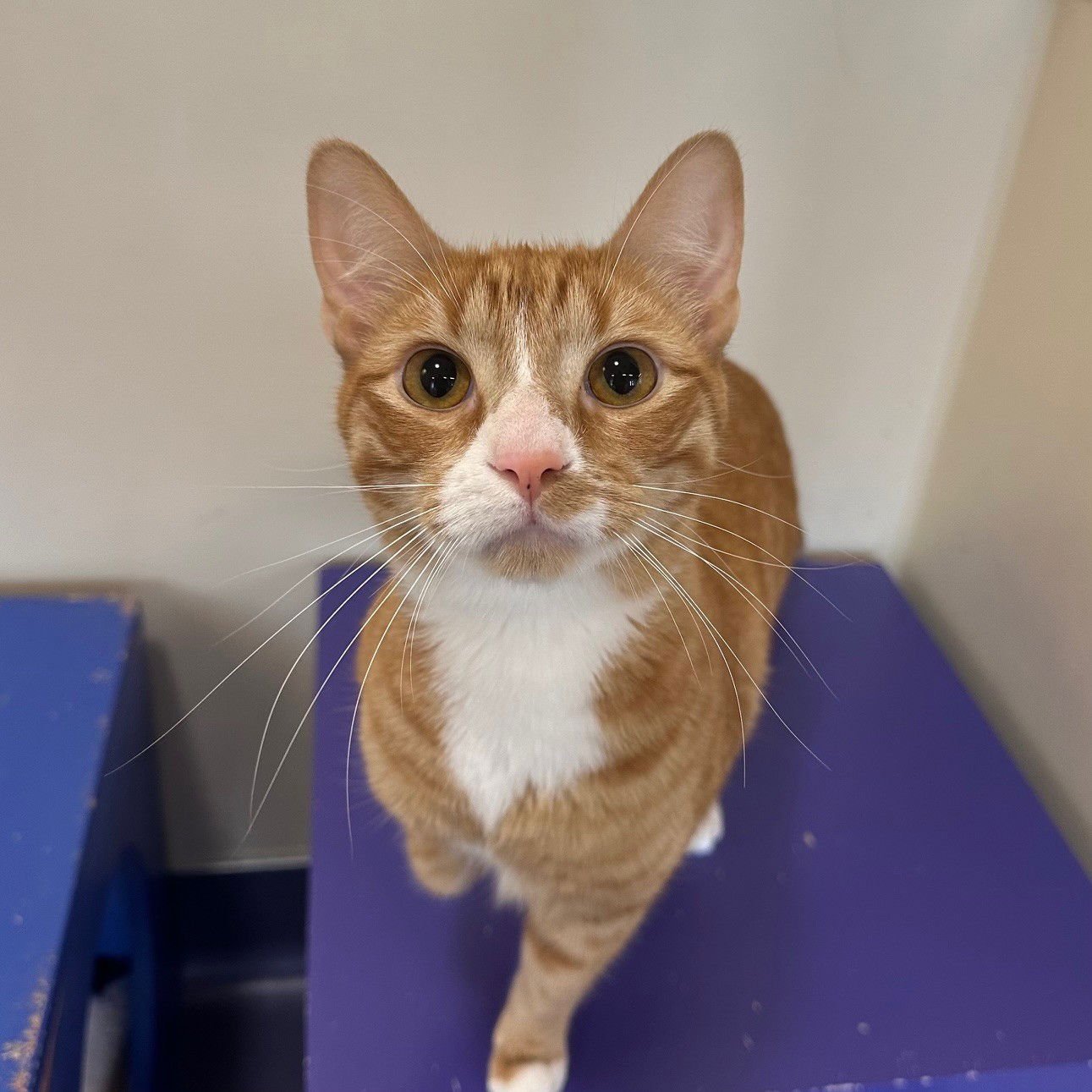 PETEY - Domestic Short Hair available for adoption