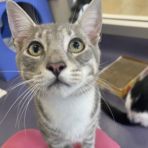 ROOK - Domestic Short Hair available for adoption