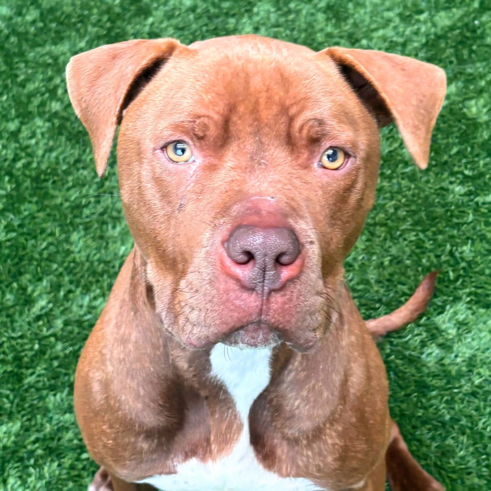 BOBBY - Pit Bull Terrier available for adoption