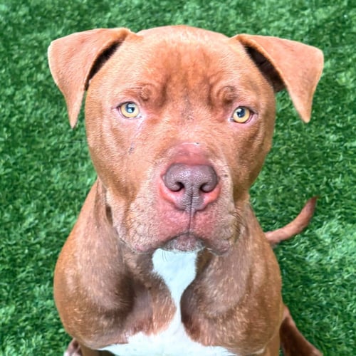 BOBBY - Pit Bull Terrier available for adoption