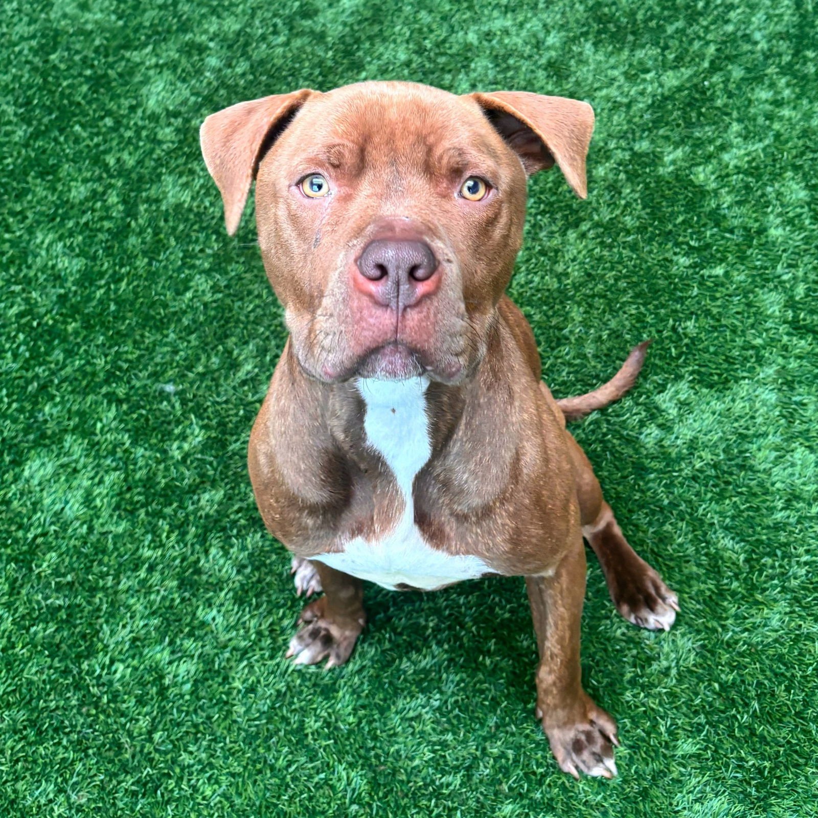 BOBBY - Pit Bull Terrier available for adoption