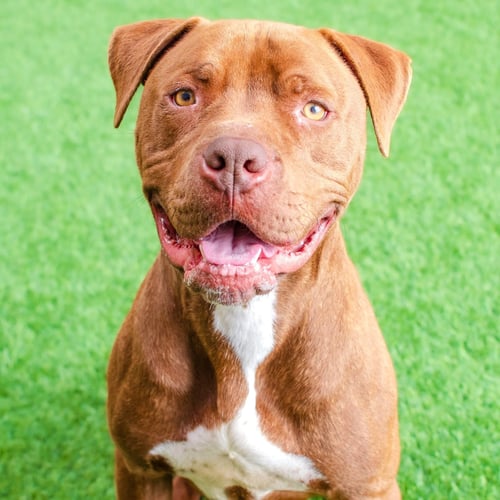 BOBBY - Pit Bull Terrier available for adoption