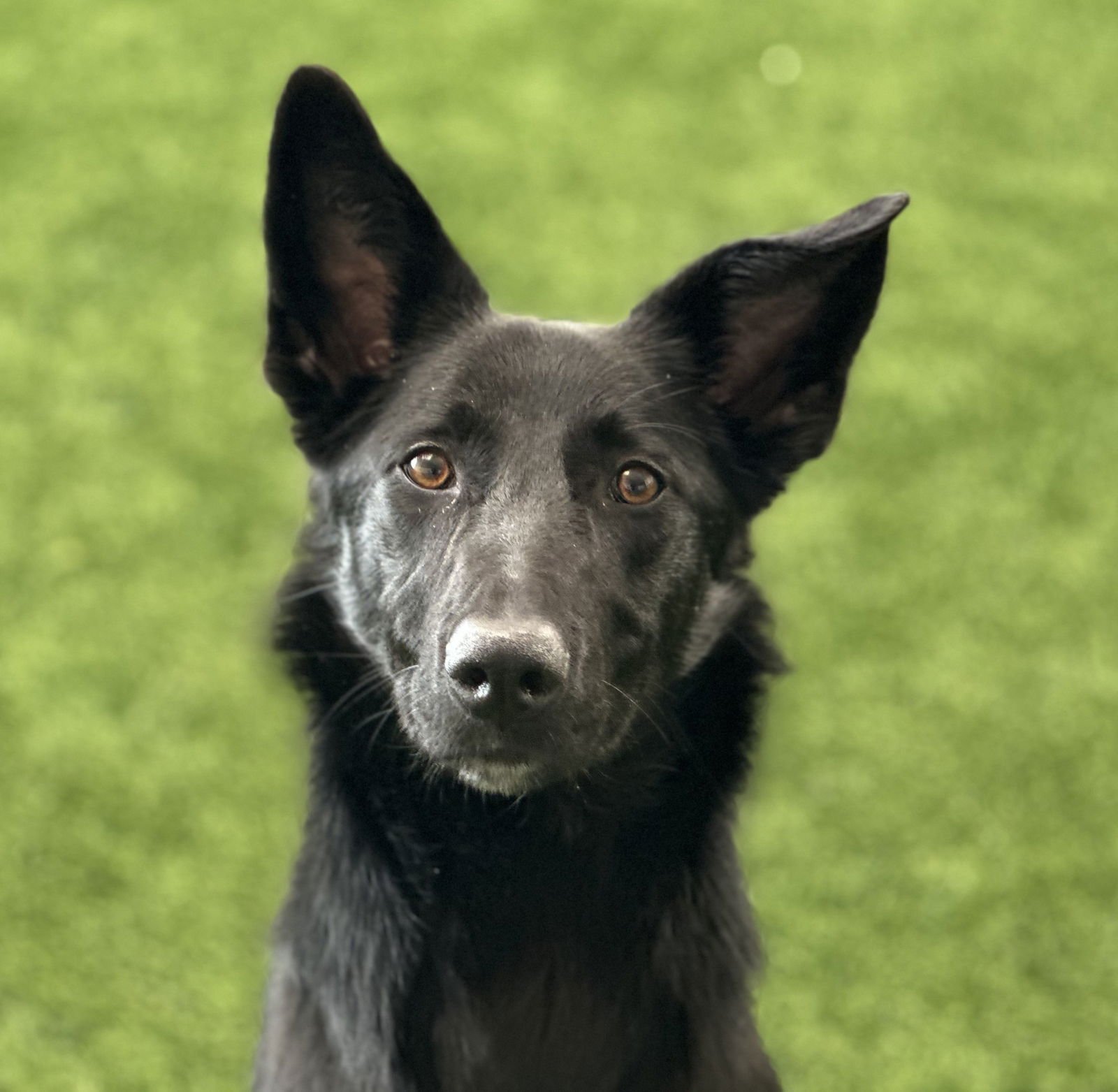 OREO - Border Collie / Shepherd available for adoption