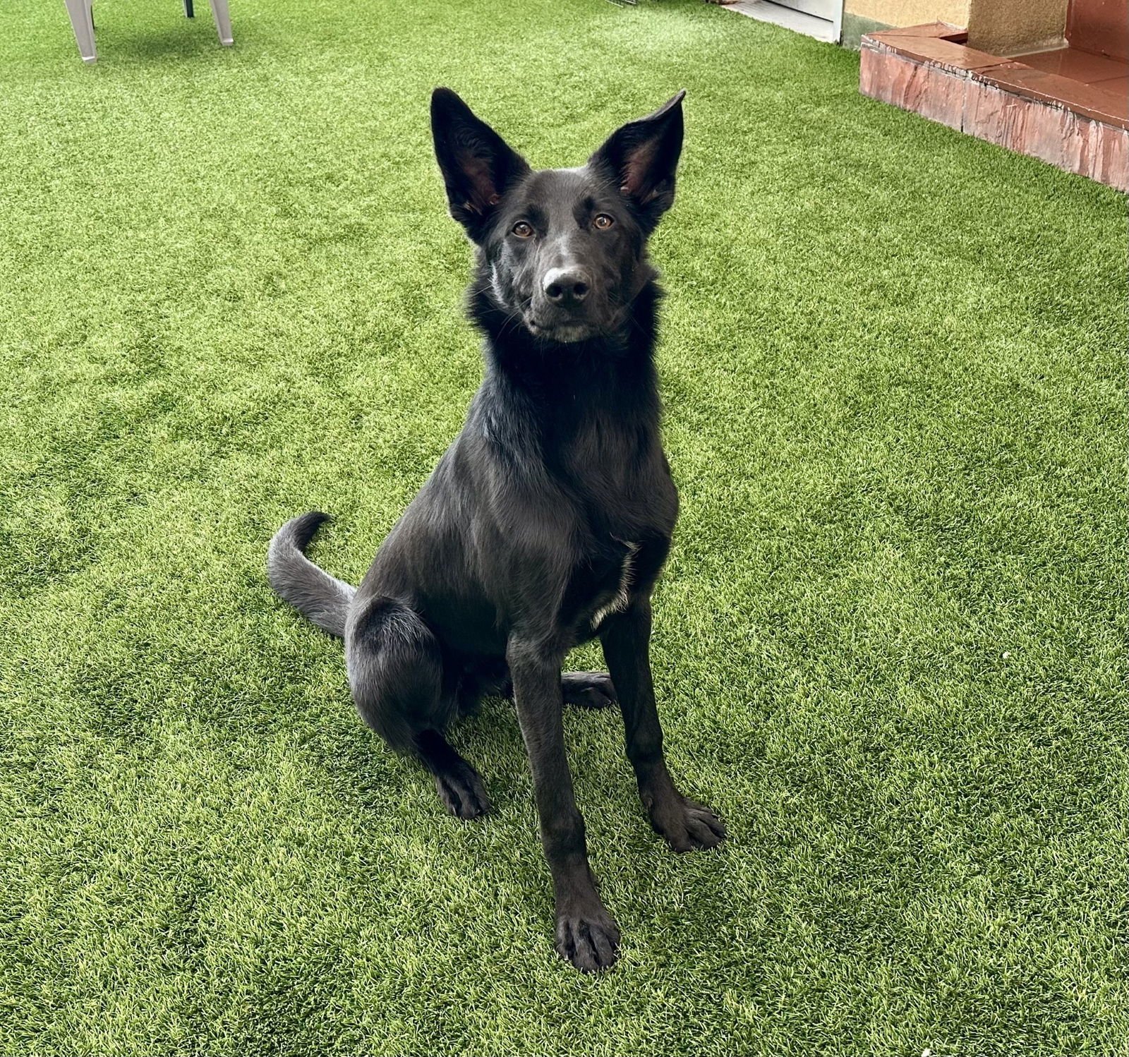 OREO - Border Collie / Shepherd available for adoption