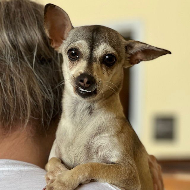 JELLY - Chihuahua available for adoption