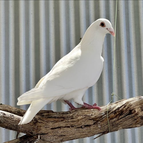 ENOKI - Pigeon available for adoption