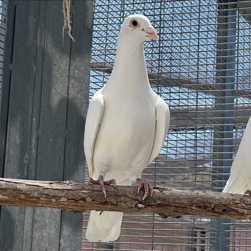 ENOKI - Pigeon available for adoption