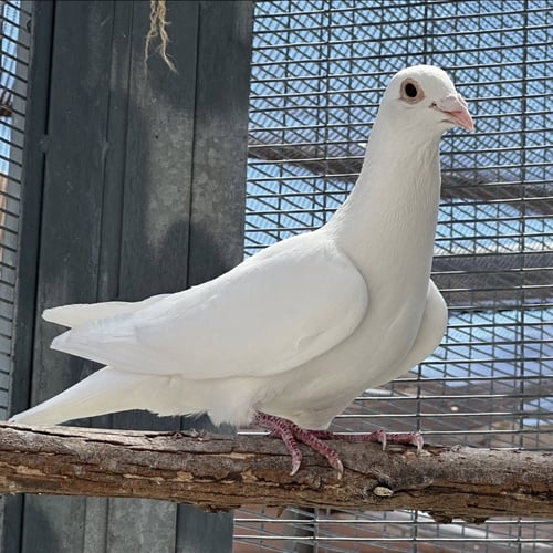 ENOKI - Pigeon available for adoption