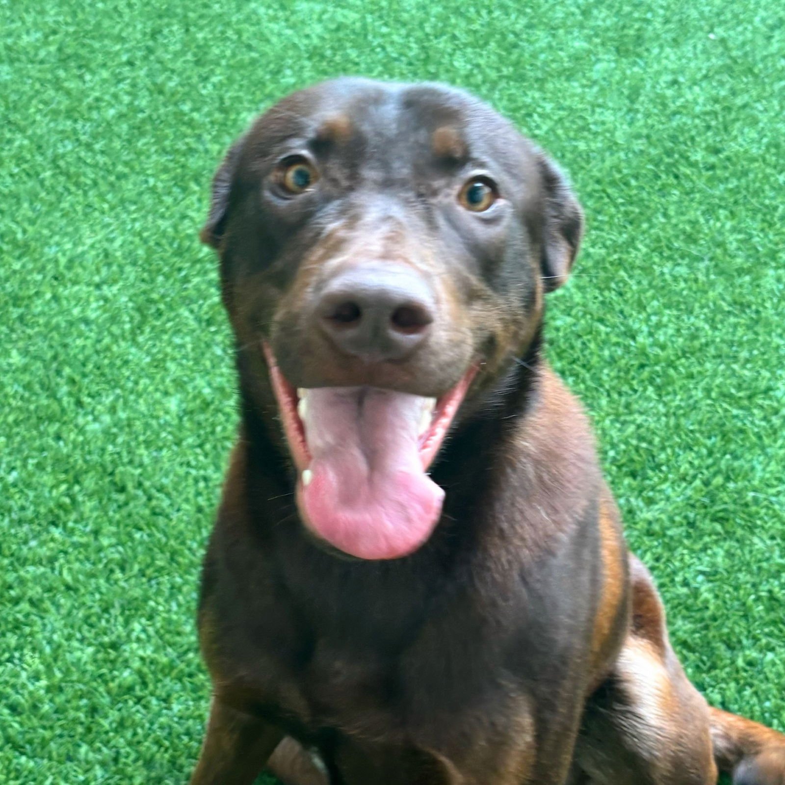 HARPER - Labrador Retriever available for adoption