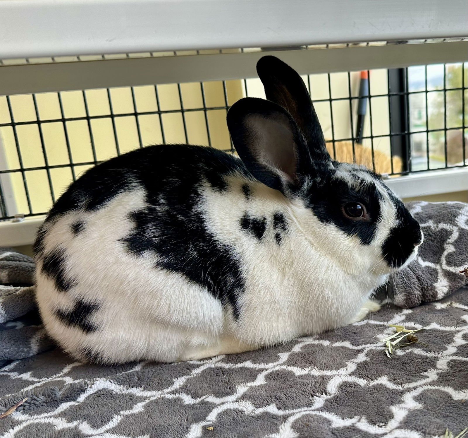 HANA - Shorthaired Rabbit available for adoption