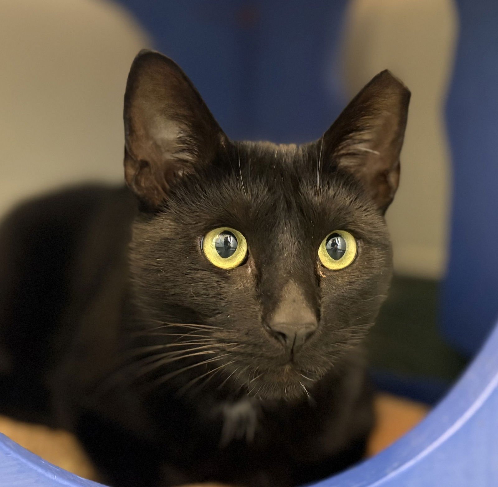 ANDREW - Domestic Short Hair available for adoption