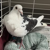 Vanilla Bean - Photo 1
