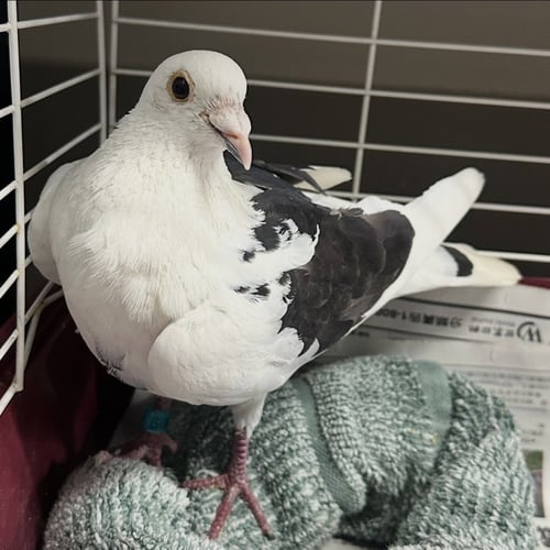 VANILLA BEAN - Pigeon available for adoption