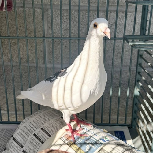 VANILLA BEAN - Pigeon available for adoption