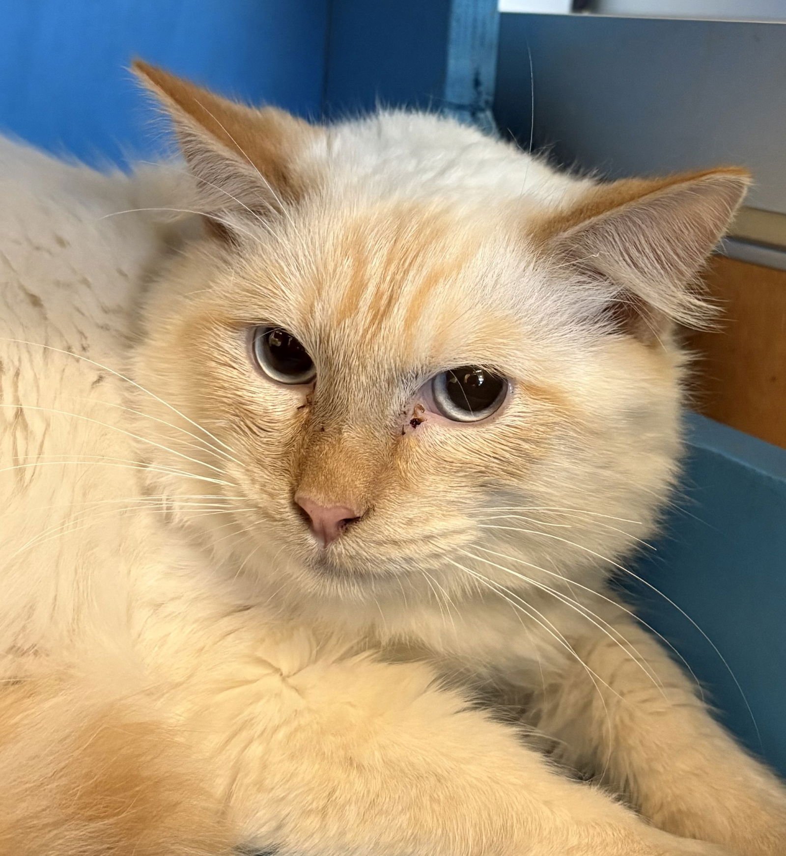 JOE - Domestic Medium Hair available for adoption