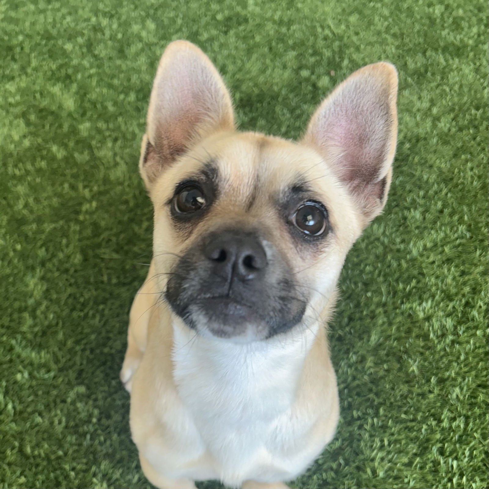 GUCCI - Chihuahua / French Bulldog available for adoption