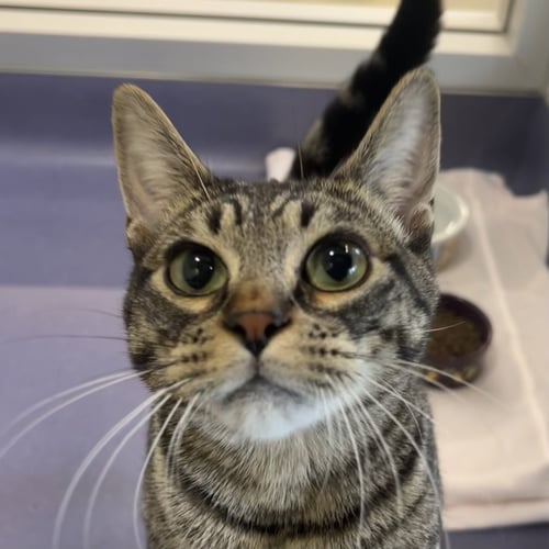 DAVID BOWIE - Domestic Short Hair / Tabby available for adoption