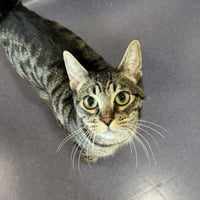 David Bowie - Photo 2