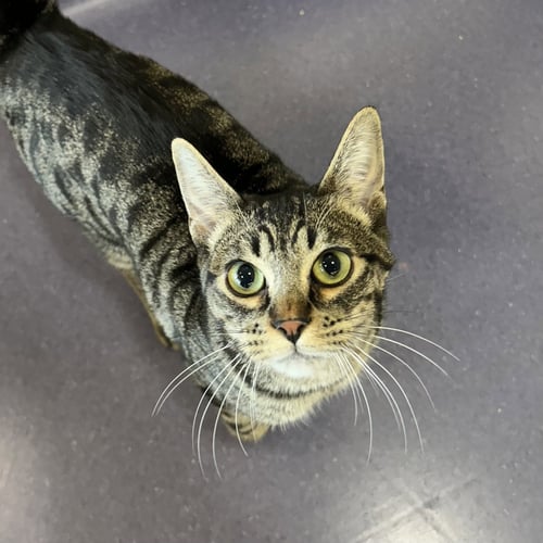 DAVID BOWIE - Domestic Short Hair / Tabby available for adoption