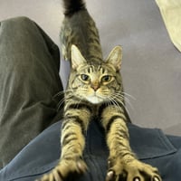 David Bowie - Photo 3