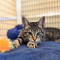 David Bowie - Photo 4