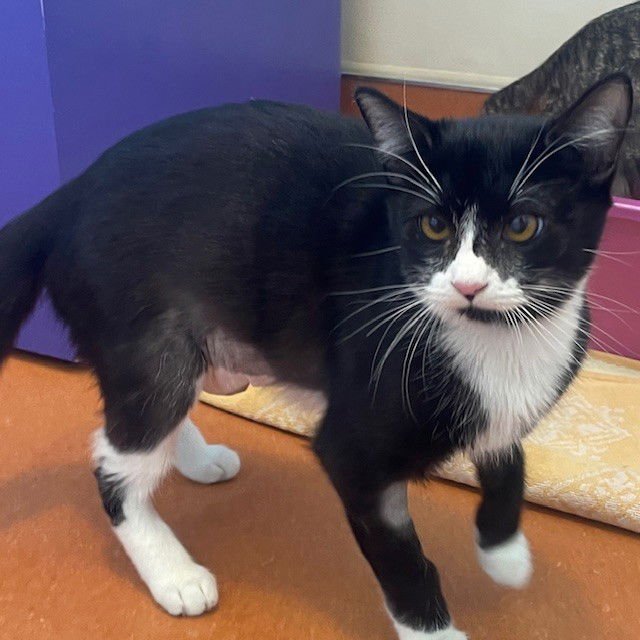 KATYA - Domestic Short Hair available for adoption