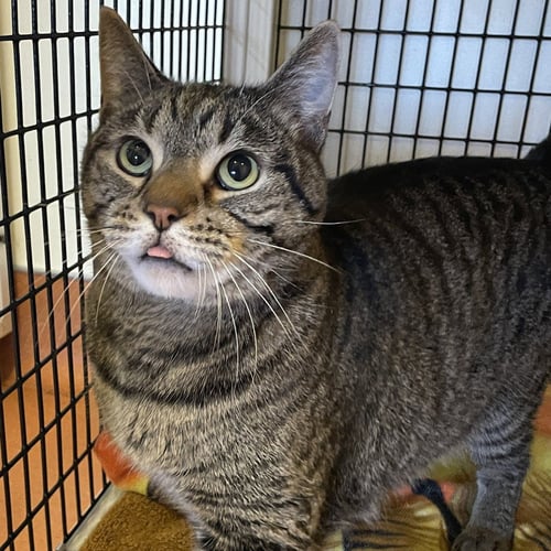 BILL - Domestic Short Hair available for adoption