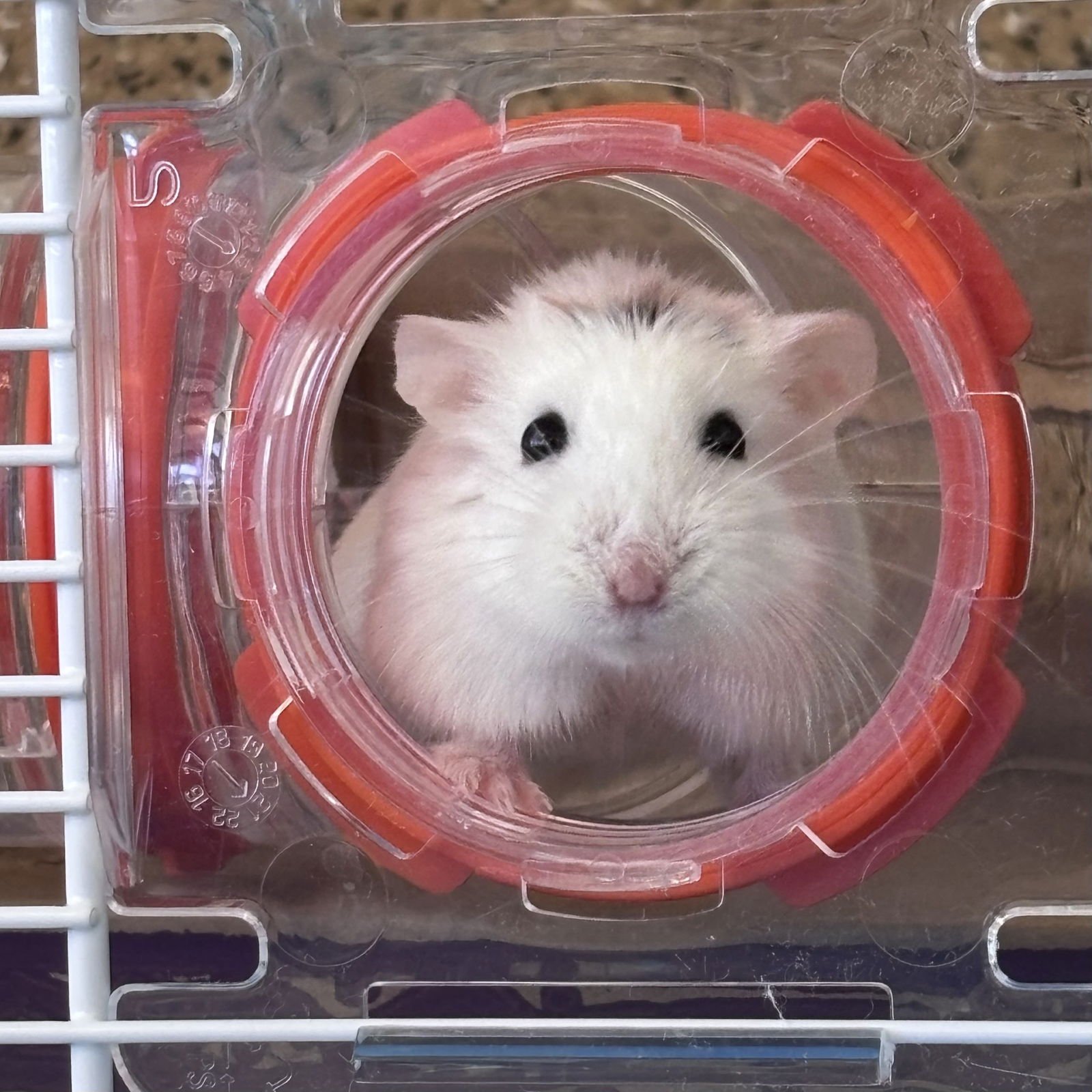 MEGAN THEE HAMSTER - Hamster available for adoption