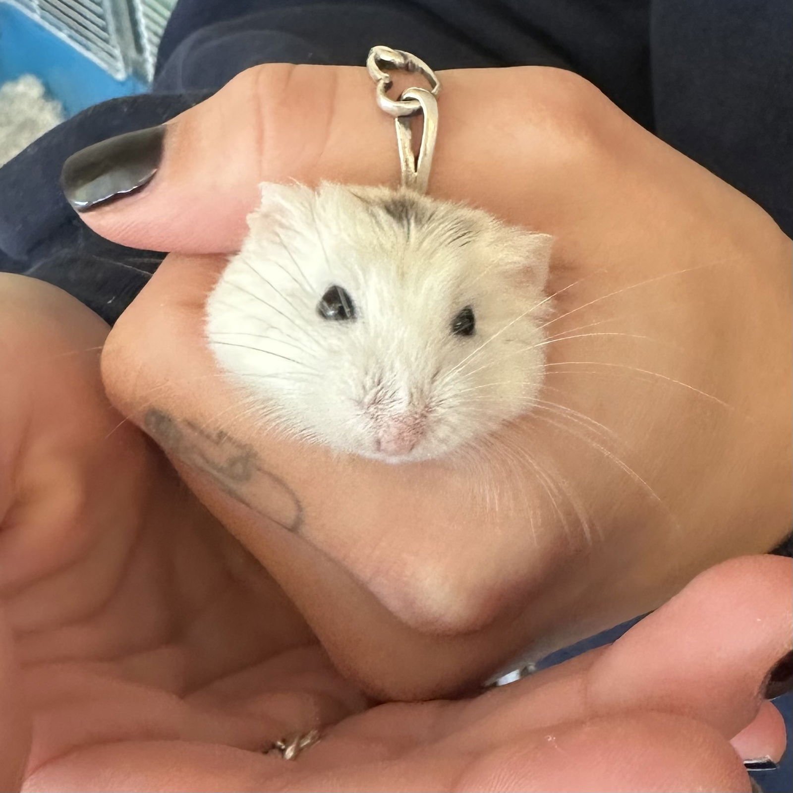 MEGAN THEE HAMSTER - Hamster available for adoption