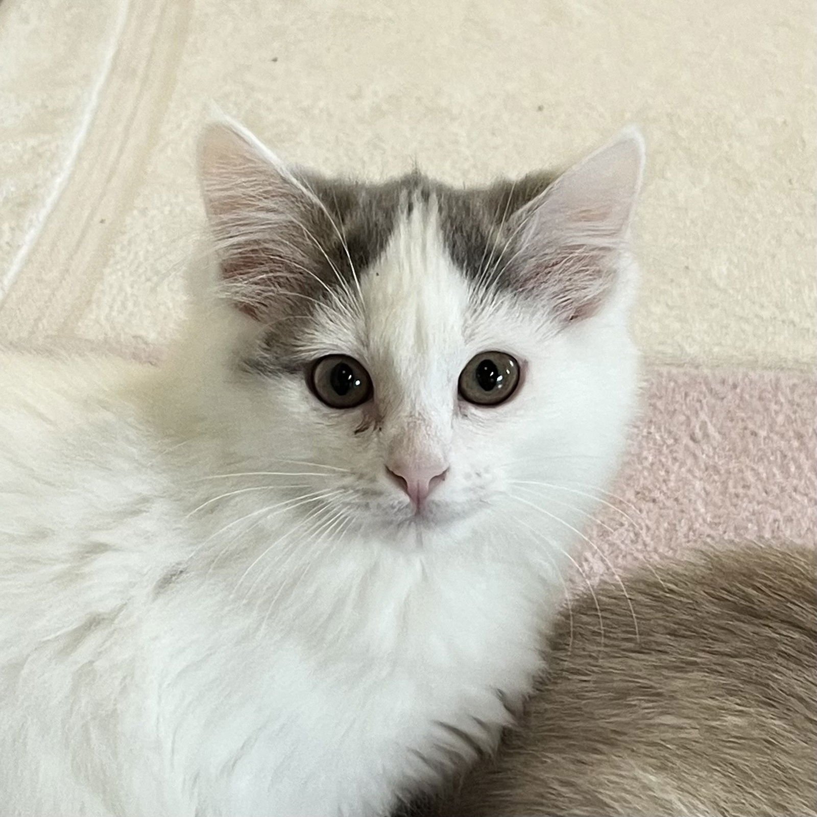 TINA - Domestic Medium Hair available for adoption