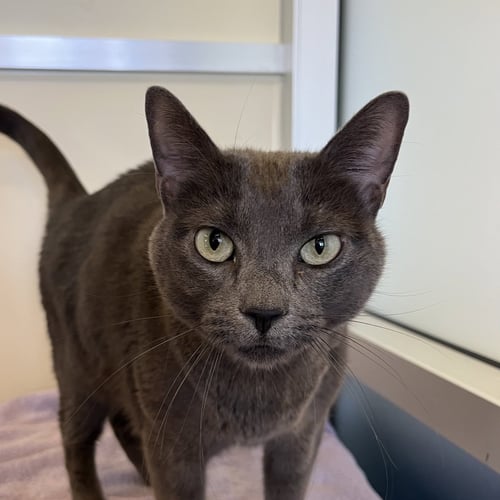 GRACIE - Domestic Short Hair available for adoption