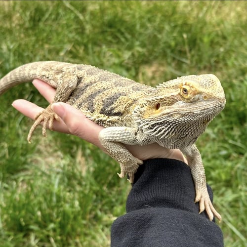 CURTIS - Lizard available for adoption