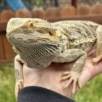 Curtis - Photo 3