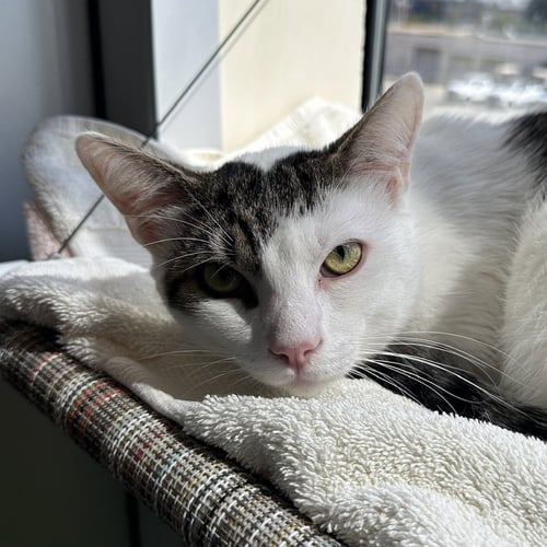 KEVIN - Domestic Short Hair available for adoption