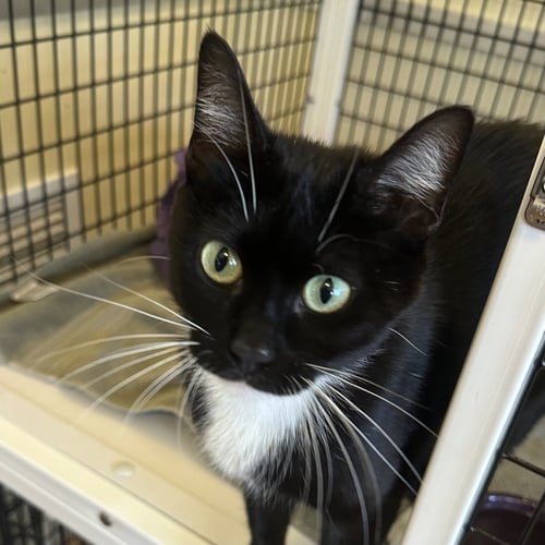 LARA JEAN - Domestic Short Hair available for adoption