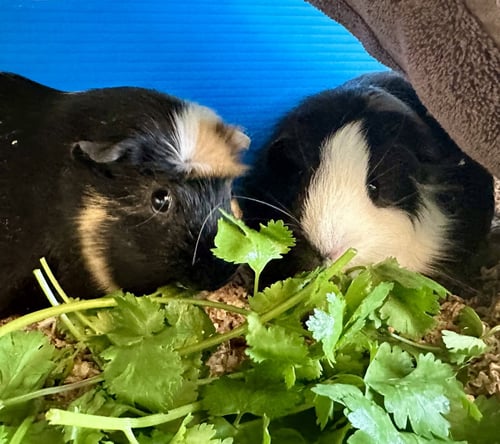 MACHU & PICHU(F) - Guinea Pig available for adoption