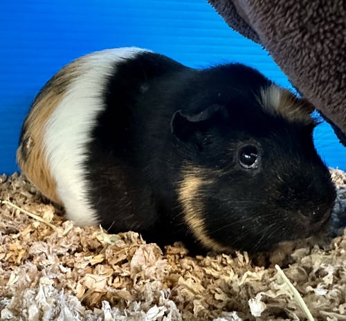 MACHU & PICHU(F) - Guinea Pig available for adoption