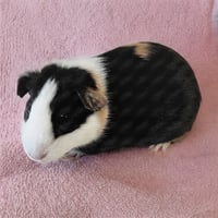 Prudence (F) - Photo 1
