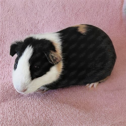 PRUDENCE (F) - Guinea Pig available for adoption