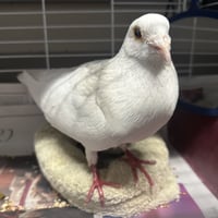 Orville - Photo 1