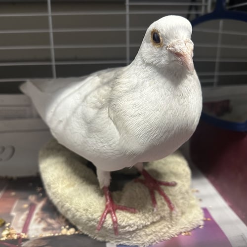 ORVILLE - Pigeon available for adoption