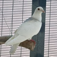 Orville - Photo 2
